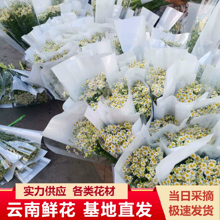 Юньнань Куньмин цветы ромашки оптом Цветочная композиция с поставкой флорист Цветочная база оптом 10 пачка
