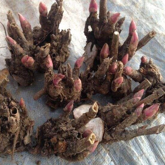 药材种苗批发 白芍苗价格白芍种芽基地芍药根块自产自销保证质量