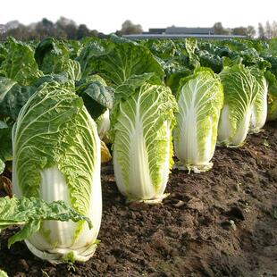 �������L��������̖��ײ˷N�ӡ���ͥСԺ�Nֲ�߲���˴��ǷN��