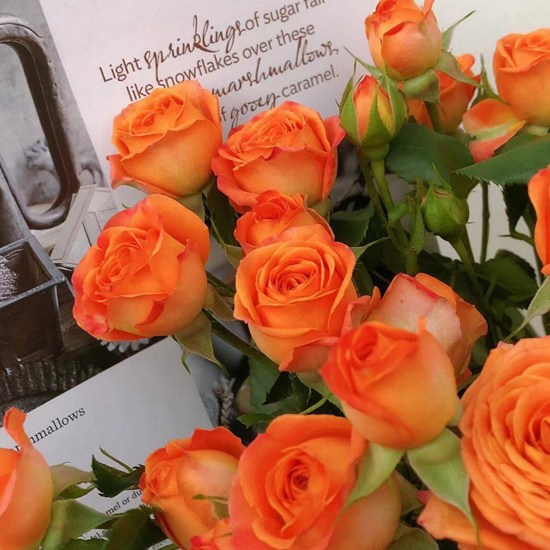 一件代发橙色芭比多头丰花小玫瑰花大苗盆栽四季开花量大阳台月季