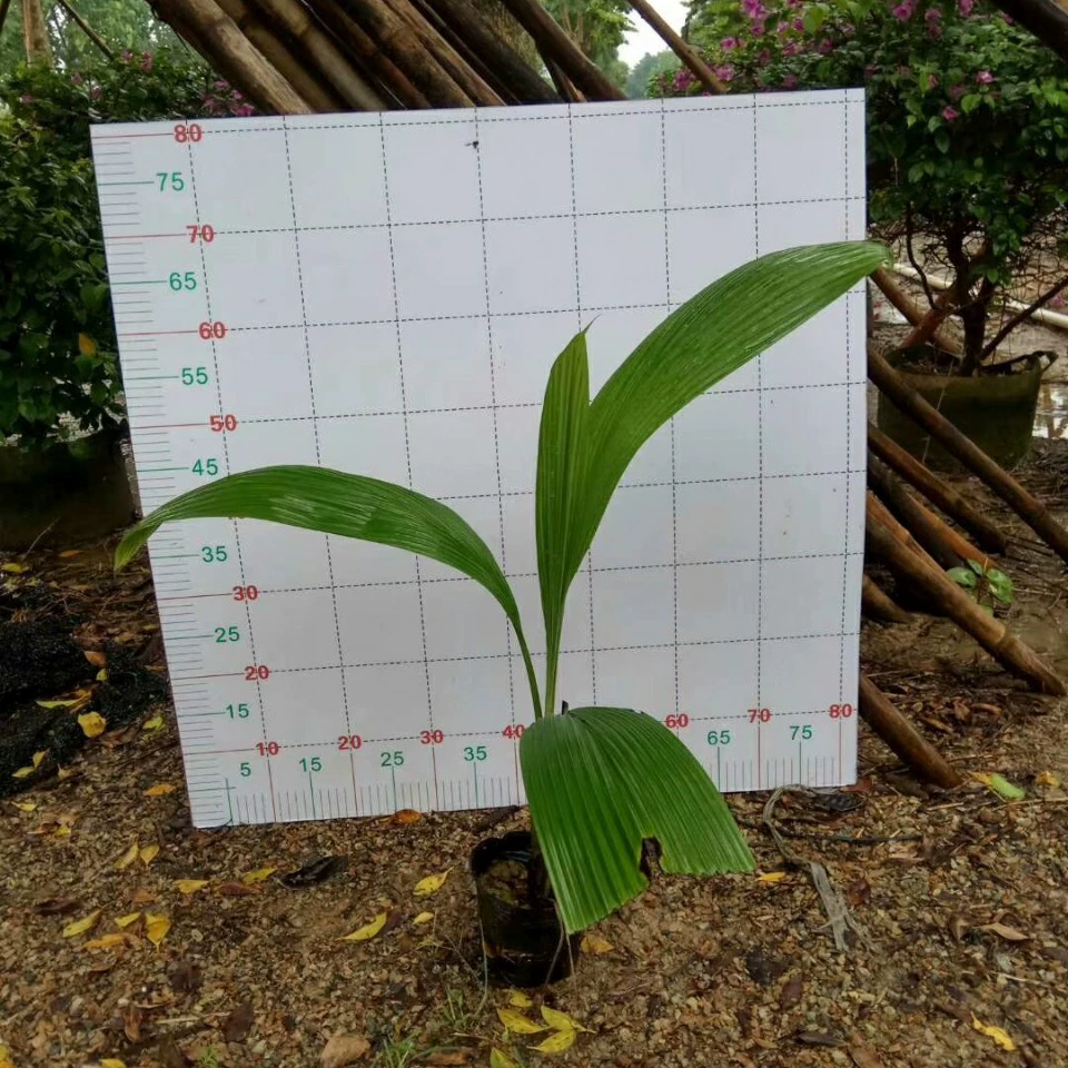 Поставка саженцев зеленой травы