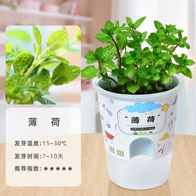 Niños crecen pequeñas plantas de maceta estudiantes de observación de girasol fresas diy juguetes adornos de mesa al por mayor