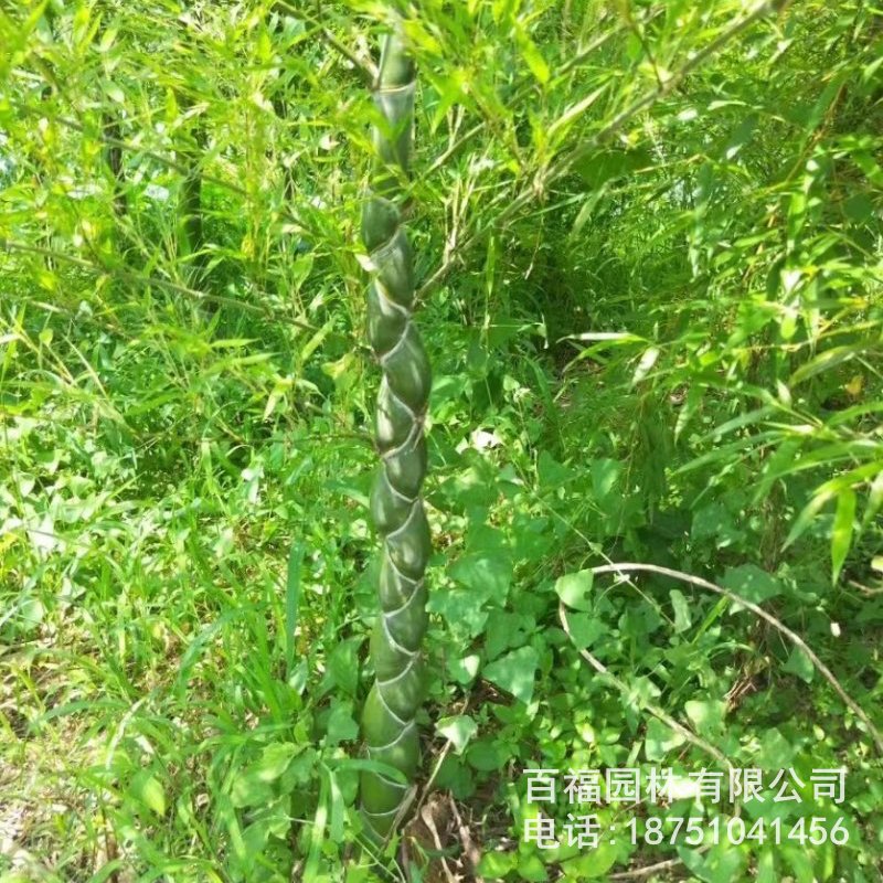 基地批发 龟甲竹 龙鳞竹 长寿竹 产地价格庭院别墅绿化观赏竹-阿里巴巴