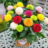 Companion Ping Pong Potted plant Bud balcony courtyard indoor Flower Botany Daisy Green plant Multicolor