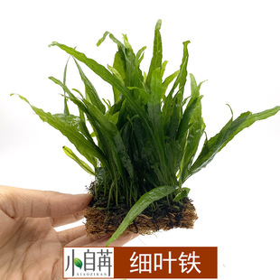 Fine-leaf iron crown mesh hemispherical fine-leaf iron wood boxed fish tank real aquatic grass living pasture wholesale tied to sunken wood