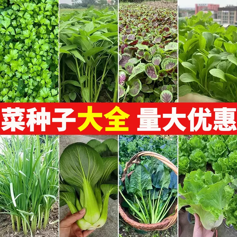 全品类果蔬菜种子大全四季播种生菜贝贝南瓜萝卜香菜葱番茄娃娃菜