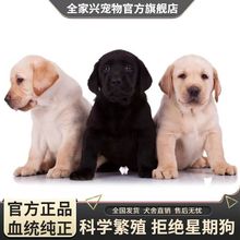 出售纯种双血统拉布拉多犬活体幼犬宠物狗宠物犬拉布拉多活体幼崽