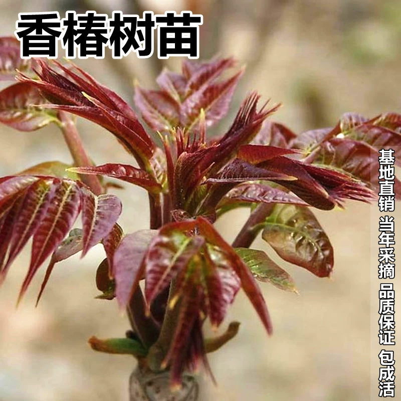 Toona sinensis саженцы в горшках посадка поля красное масло фиолетовое масло Toona sinensis саженцы двор балкон юг север год посадки сбор