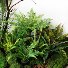 仿真蕨草盆栽小型假厥叶造景绿植盆景热带雨林场景植物角搭配装饰
