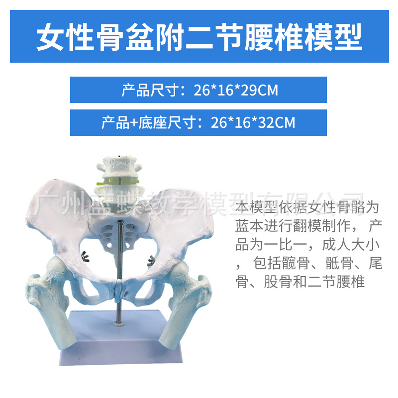 ��̬��ѧ����ɻŮ�Թ��輰�ӹ�ģ����ǻ�ṹ������׼��⿵��