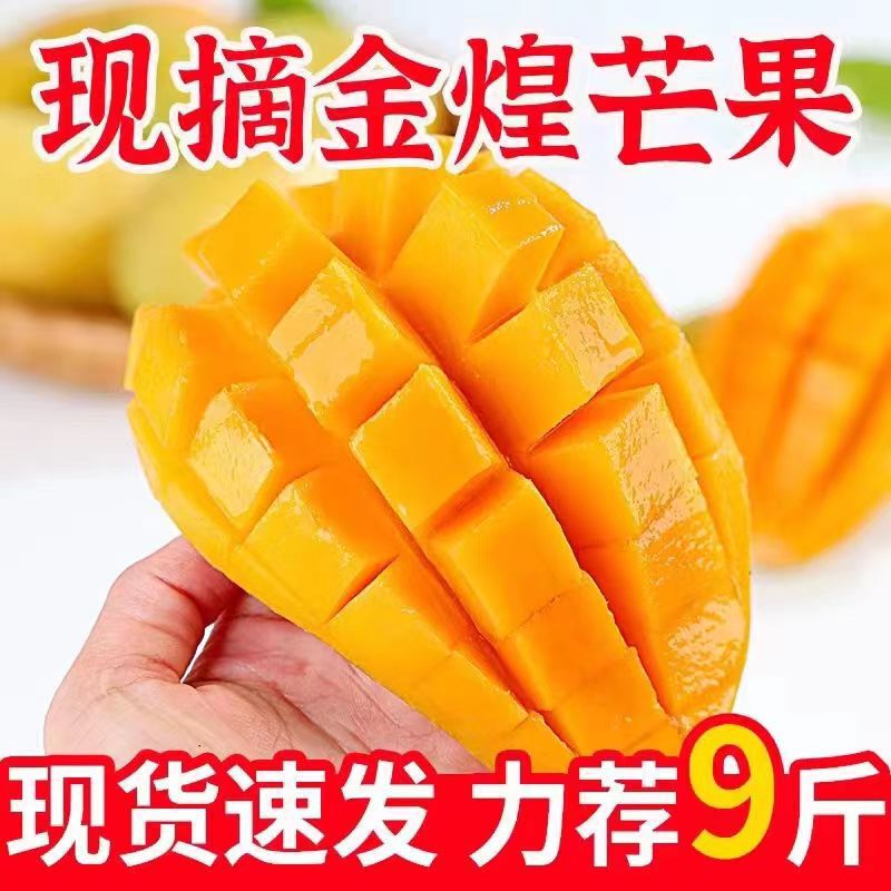 Guangxi Mango Jinhuang Mang Fresh Seasonal Tropical Fruit Golden Mango Narcissus (Not the Imperial Mango) 4.5kg Whole Box Free Shipping Guangxi Mango Jinhuang Mang Fresh Seasonal Tropical Fruit Golden Mango Narcissus (Not the Imperial Mango) 4.5kg Whole Box Free Shipping