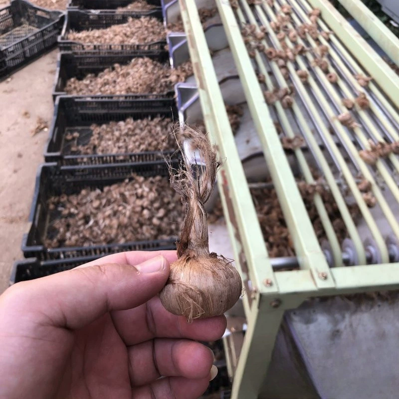Crocus sativus Seed ball Цветок луковицы шафрана многолетний с августа по февраль каждого года
