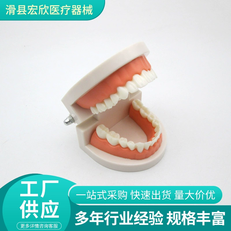 Стоматологическая модель Стоматологическое обучение Стоматологическая модель протез Стоматологическая модель плесень съемная модель полости рта поддержка посадки ногтей