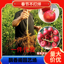 һ�����lɽ高����޽���t���ϱ����Nֲ������ش�o��ɽ��箔