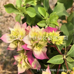 Double-Petaled Bengal Red Bougainvillea Potted Plant with Florals, Climbing Vines, Old Piles, Indoor Plants, Multi-Color Bougainvillea Varieties