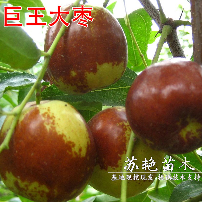 超级巨王大枣苗 大王枣树苗 巨王大枣树苗 嫁接枣苗南方北方种植