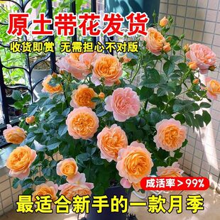 �¼����Ի����ش��ļ��_����õ�厧������֭�ֲ̨���ϱ���ͥԺ