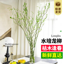 水培绿植龙柳鲜枝盆栽花卉观叶净化空气植物好养活客厅干支雪柳