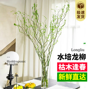 ˮ��Gֲ�����r֦���Ի����^�~�����՚�ֲ����B��͏d��֧ѩ��