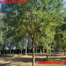 ������ڻ��һ��S��֦�L���е���ꎾG������ʹ�÷N�ӷN�绱����]