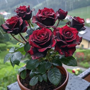 ������ڰͿˡ��¼���������ͥԺõ����¼��W���̨�ļ��_��