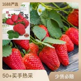 批发奶油草莓种子籽四季室内室外盆栽庭院四季水果种子公司