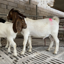 ����ɽ��ֳ���������ϼ��N�Ĳ���ɽ��r����� ��Ʒ��r��