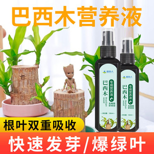 Brazil wood special nutrient solution old pile flower fertilizer potted universal lucky wood water plant fertilizer home