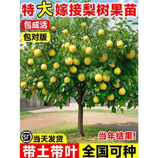 ����������������޽ӹ���ɳ�殔��Y��ͥԺ�����ϱ����Nֲ����