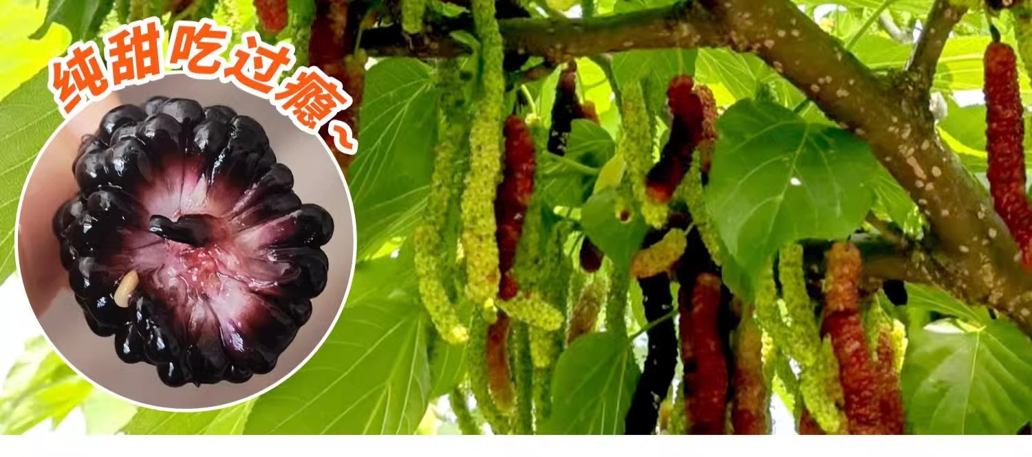 O1CN01L2MsOa1KQs6636bKM_!!2219532571159-0-cib.jpg?sign=583921_Mzg0OTAxODQ5