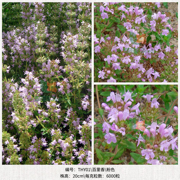 Baili fragrant seeds aromatic plant flower seeds pot planting seeds