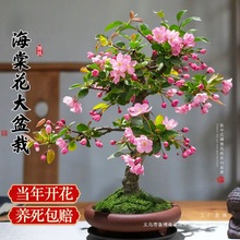 zĻϘ辰绨Gֲ̨҃Bļ_