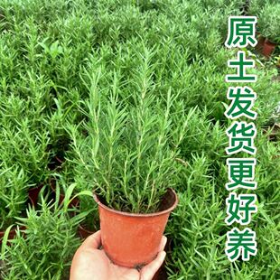 ���ֲ���Ե��������Ե���ֲ��ţ���{ζ�����c�Y����������ʳ��