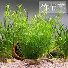水草印度小竹节草新手好养耐活懒人阴性水草鱼缸装饰造景净化水质