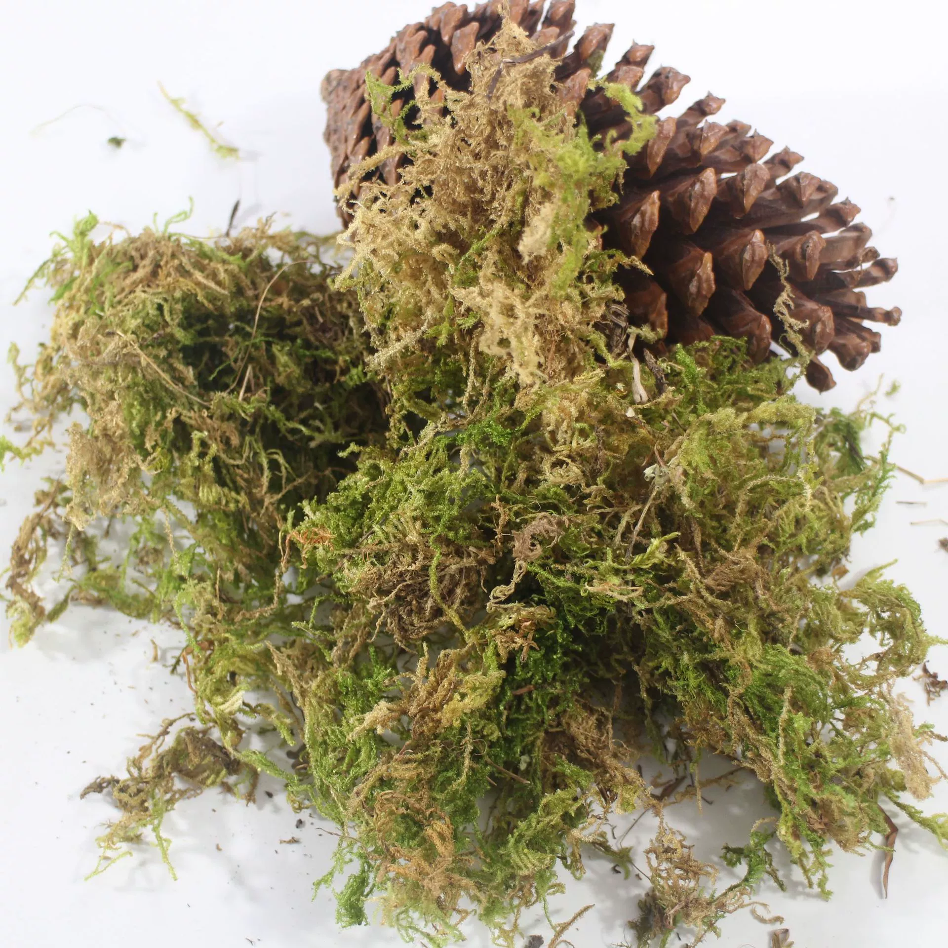 Мох, цветок, растение Фаленопсис, питательный почвенный грунт, удобрение для мха, прививка рассады, коврик для спячки, сухой мох