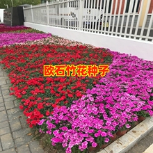 ���l���ԚWʯ�������ʯ��N���ļ����N�ͺ������_�����N��