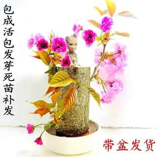 �������ȩˮ��ֲ�����\����ľ�k���������҃�����Gֲ���˻�����