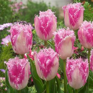 Imported Double-Flowered Tulip Bulbs, Hydroponic Soil Culture, Indoor Courtyard Ground Planting, Perennial Plant Pots, Blooming in All Seasons