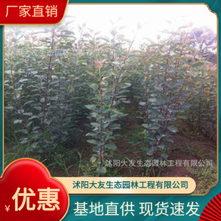Base Wholesale Self-Produced Black Bamboo Seedlings Scenic Spot Landscaping Road Garden Project Greening Seedlings