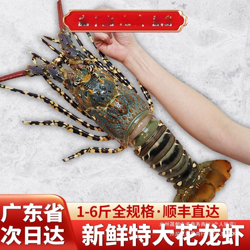澳龙鲜活大龙虾速冻特大龙虾冷冻澳洲青龙花龙虾虾类海鲜水产鳌虾
