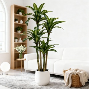 �羳���N����滨�Gֲ�����F���츻�F�~�҃��b[������ľ