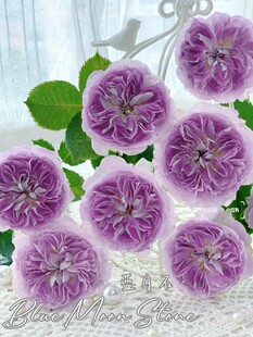 Sf Cold Chain Ultra-Rare Multi-Headed Rose Blue Moonstone Household Hydroponic Cut Flower Yunnan Kunming Straight Hair Niche Rose
