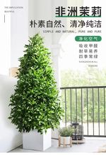 非洲茉莉花树庭院客厅大型花卉盆栽植物四季常绿吸二手烟净化空气