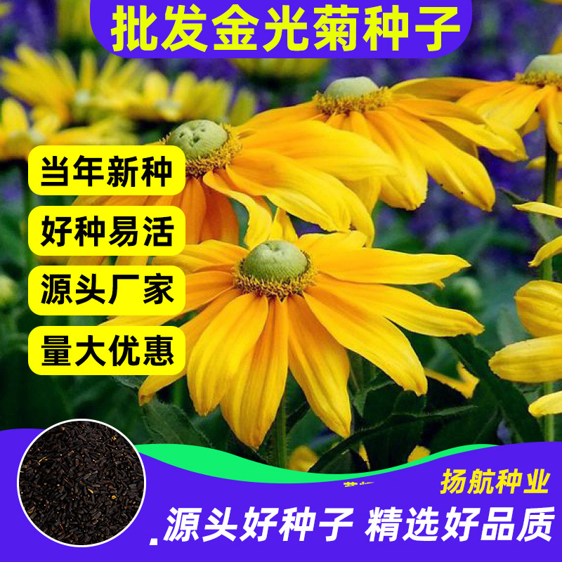 金光菊花种子花卉种子多年生草本秋播菊花草种子花卉观花植物