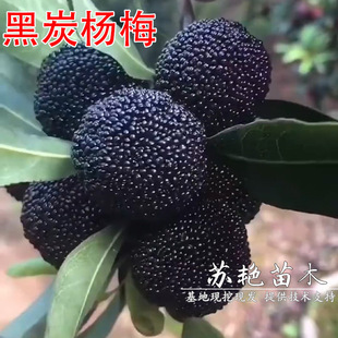 �޽�÷��÷�� ��̿��÷�� �������Ϸ������Nֲ�����箔��Y�����]