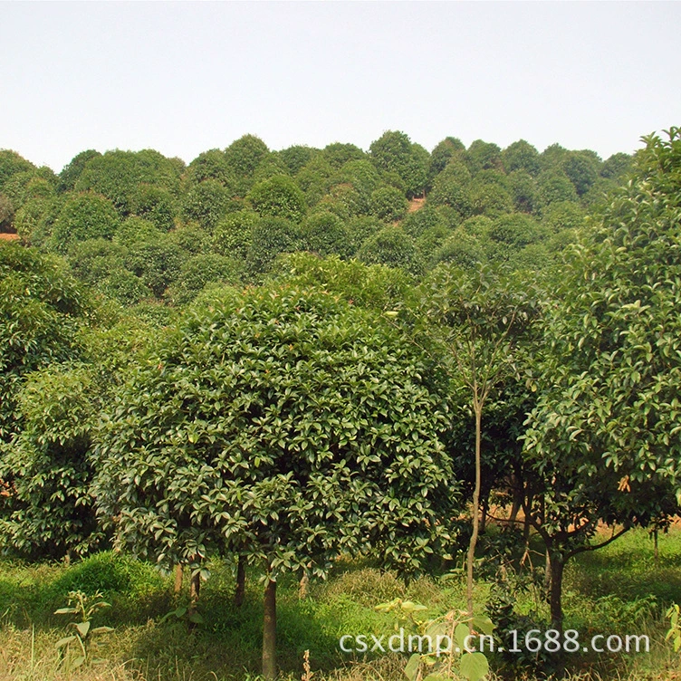 Osmanthus Base поставляет 10-12cm дешевых османтуса для приобретения земли, цены на саженцы османтуса, зеленые саженцы