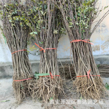 篱笆墙用带刺花椒树苗 0.4公分花椒小苗价格 山东花椒苗基地