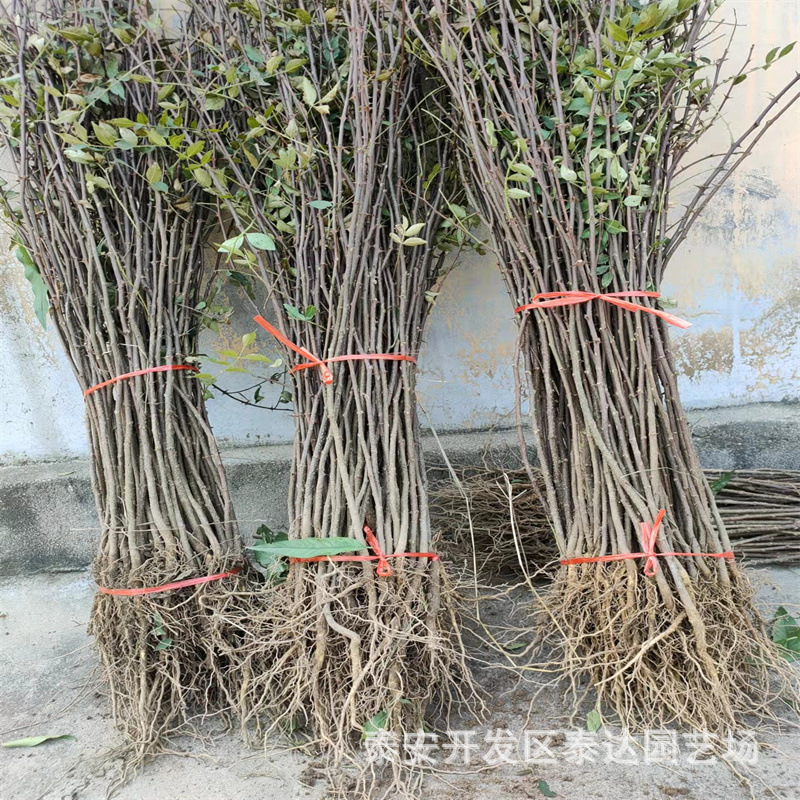 篱笆墙用带刺花椒树苗 0.4公分花椒小苗价格 山东花椒苗基地