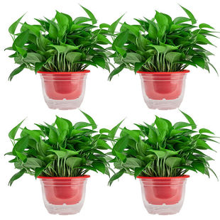 Potted Potted Indoor Flower Plants for New Houses Absorb Formaldehyde, Green Plants, Hydroponic Cultivation, Large Pots with Long Vines and Large Leaves