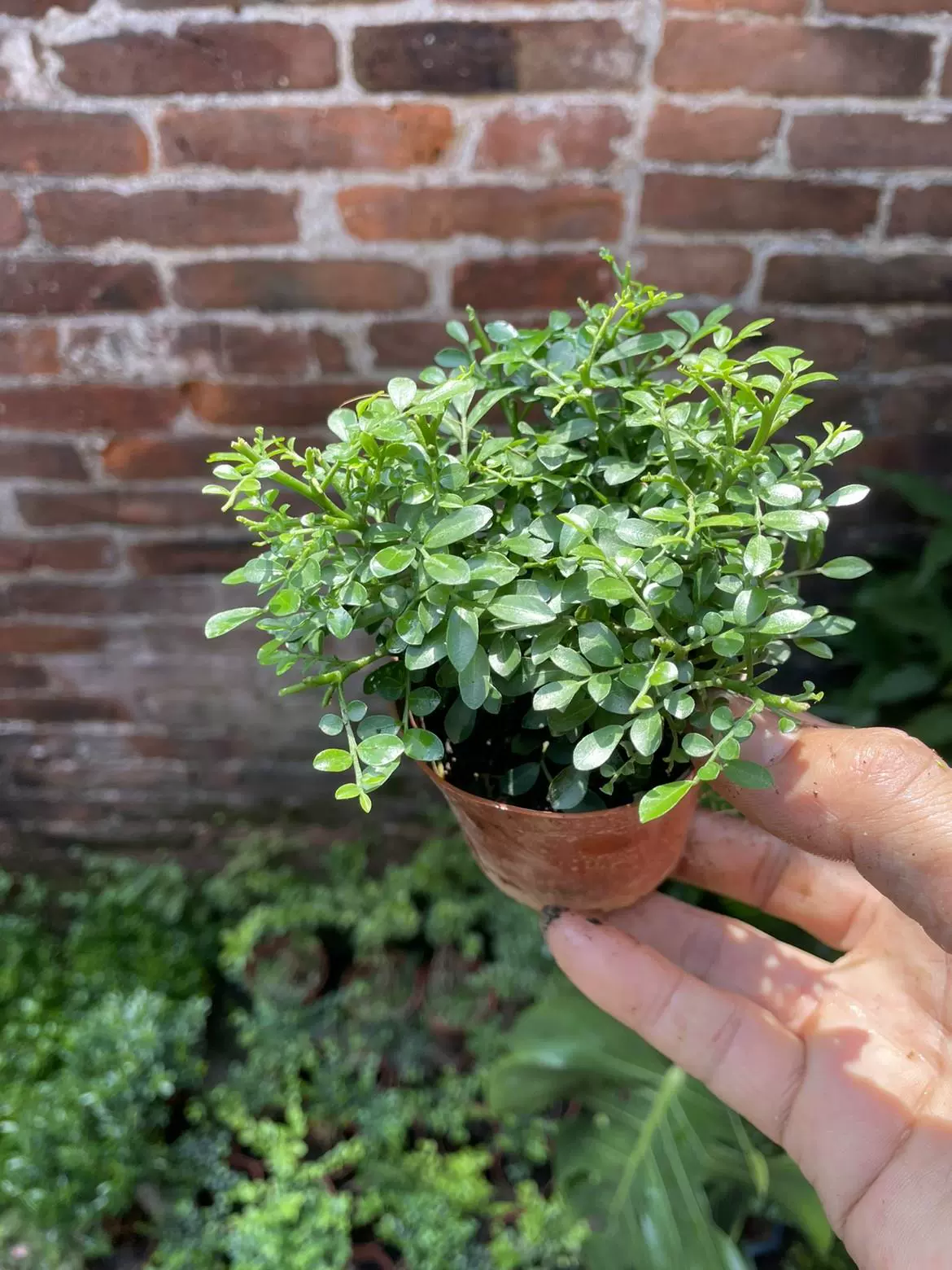 Миниатюрное горшечное растение с маленькими листьями ароматного османтуса, с корневидным дизайном, подходящее для бонсай.